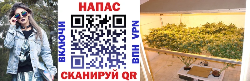 Конопля сатива Тетюши